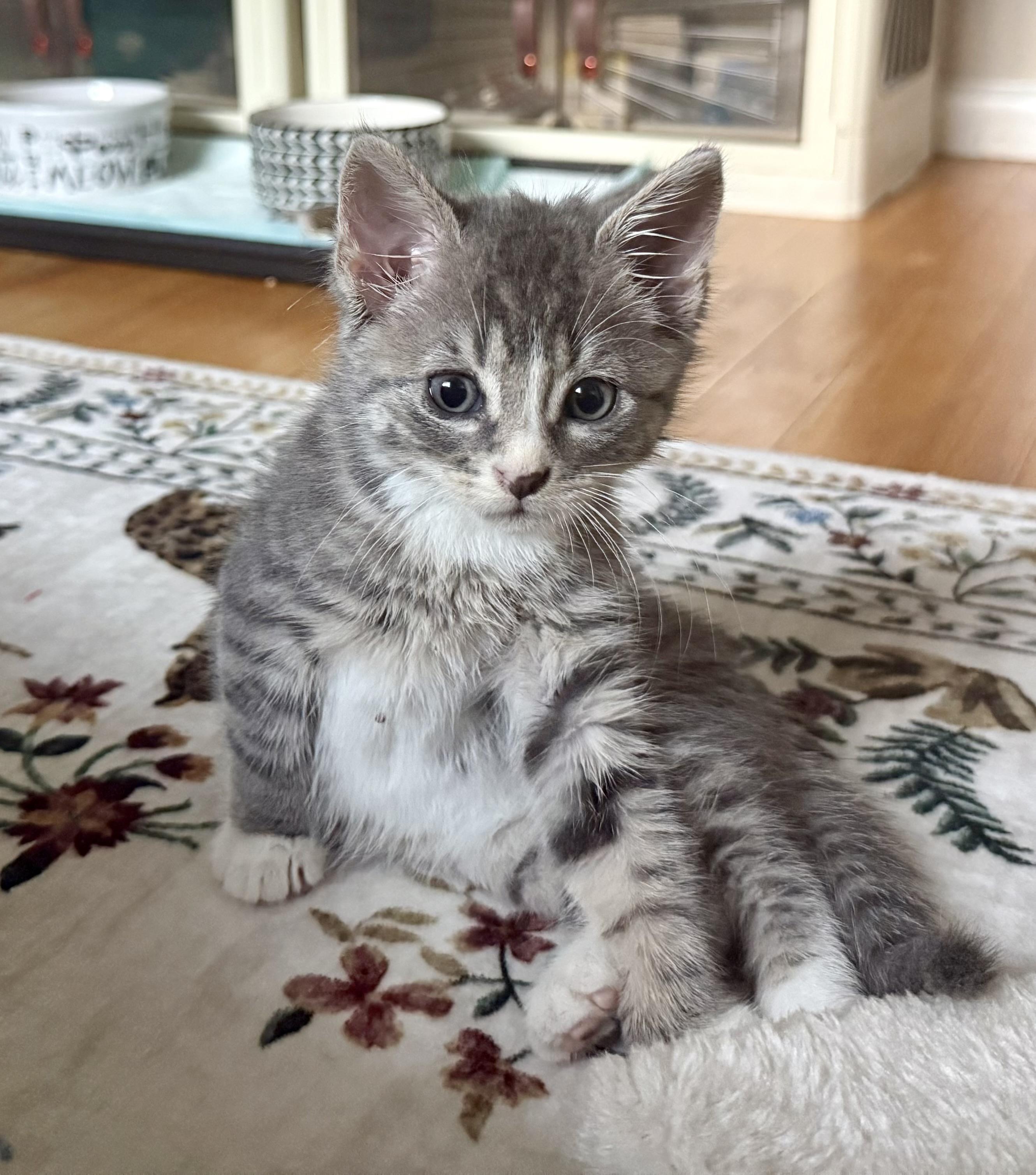 Enlarge Nemo, a Adopted mixed breed in Turnersville, NJ image 4/6