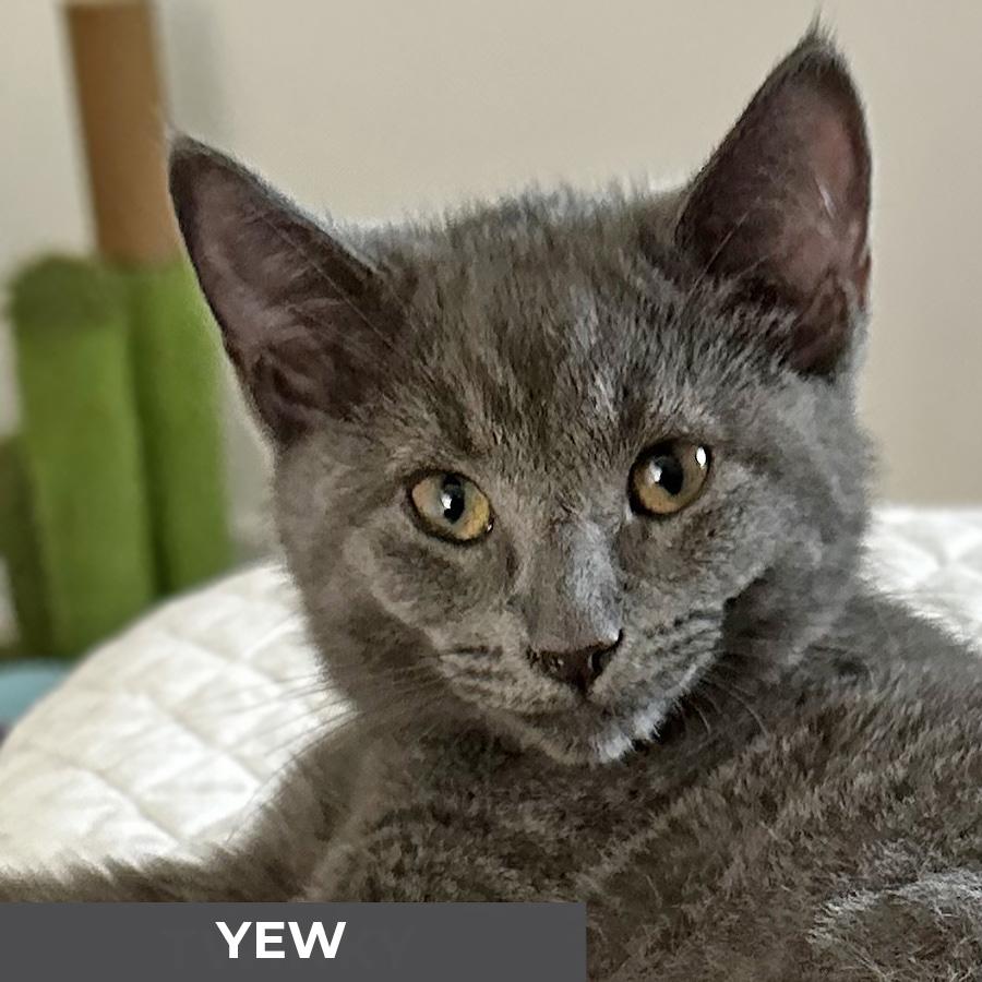 Yew, a Adoptable Domestic Medium Hair in Etobicoke, ON image 2/5