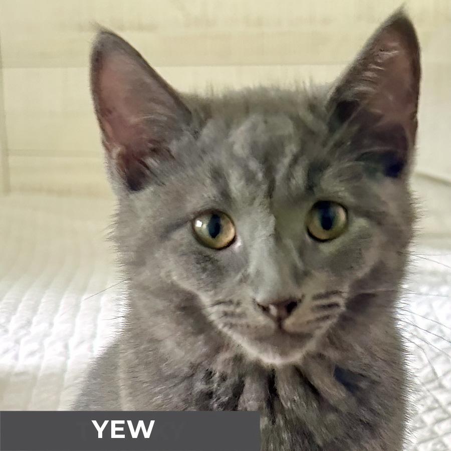 Yew, Adoptable, Kitten Male Domestic Medium Hair.
