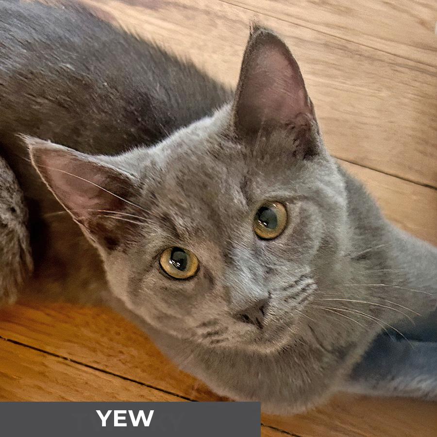 Yew, a Adoptable Domestic Medium Hair in Etobicoke, ON image 1/5