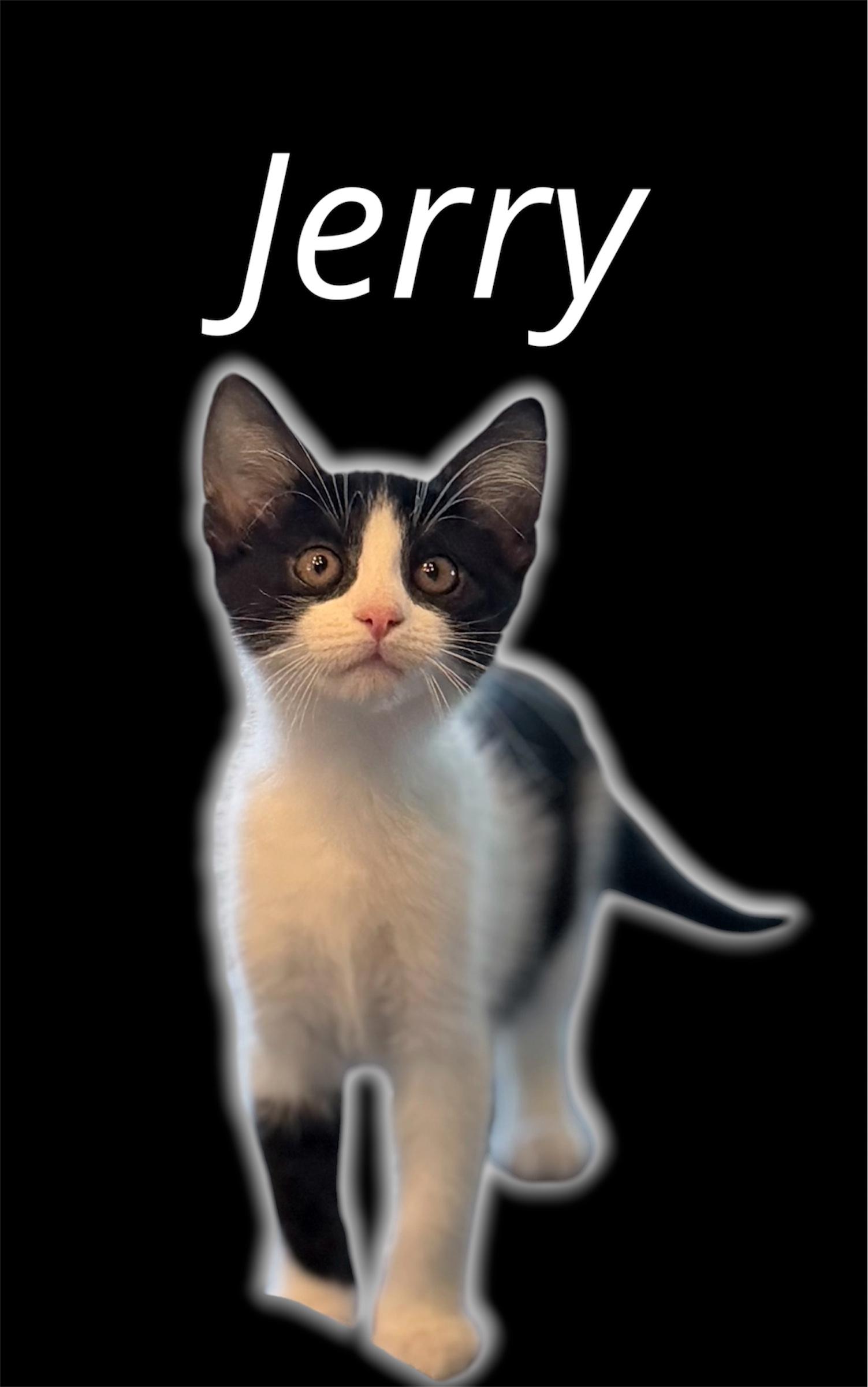 Enlarge Jerry, a Adoptable Domestic Short Hair in Auburn, CA image 1/2