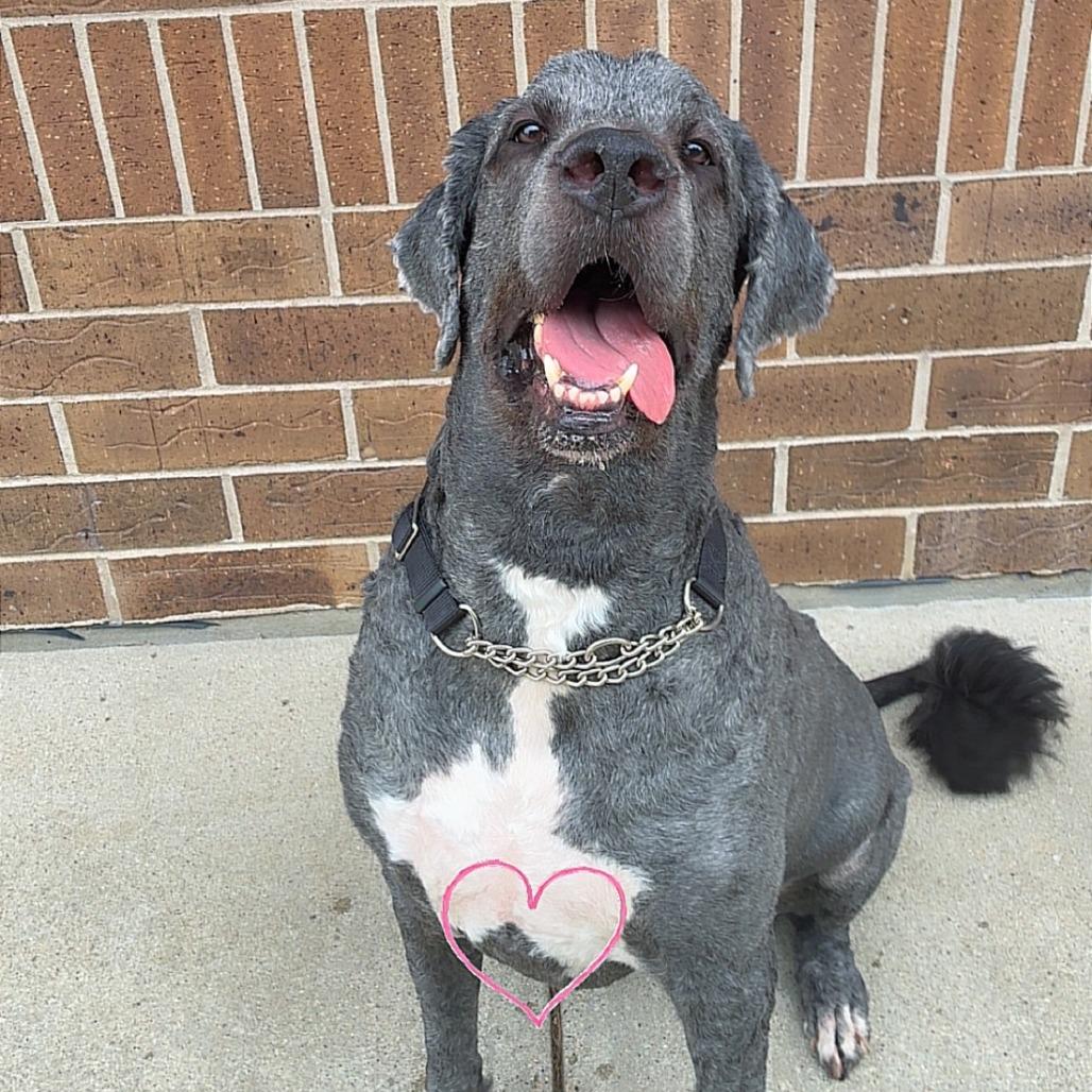 Hamilton aka Hammy, Adoptable, Senior Male Saint Bernard & Poodle.
