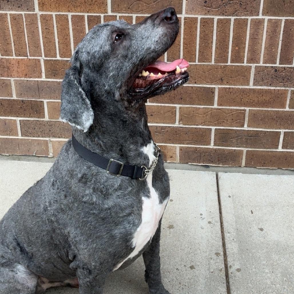 Hamilton aka Hammy, a Adoptable mixed breed in Dixon, IL image 2/6