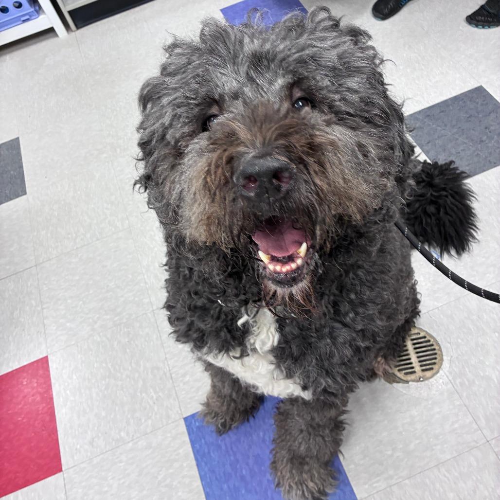 Hamilton aka Hammy, a Adoptable mixed breed in Dixon, IL image 3/6