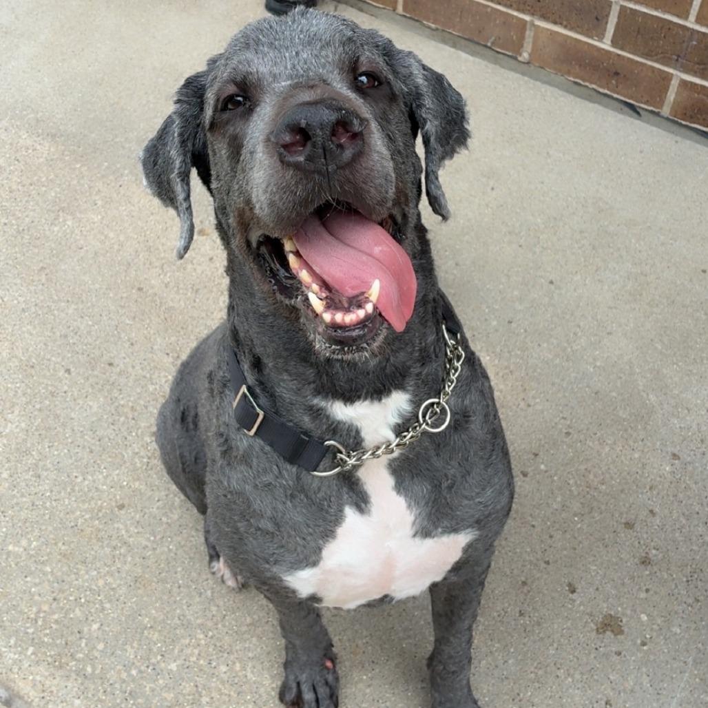 Hamilton aka Hammy, a Adoptable mixed breed in Dixon, IL image 4/6