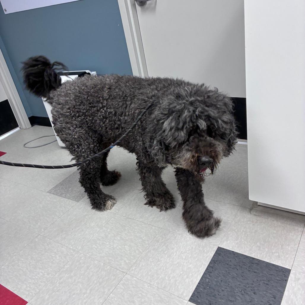 Hamilton aka Hammy, a Adoptable mixed breed in Dixon, IL image 5/6