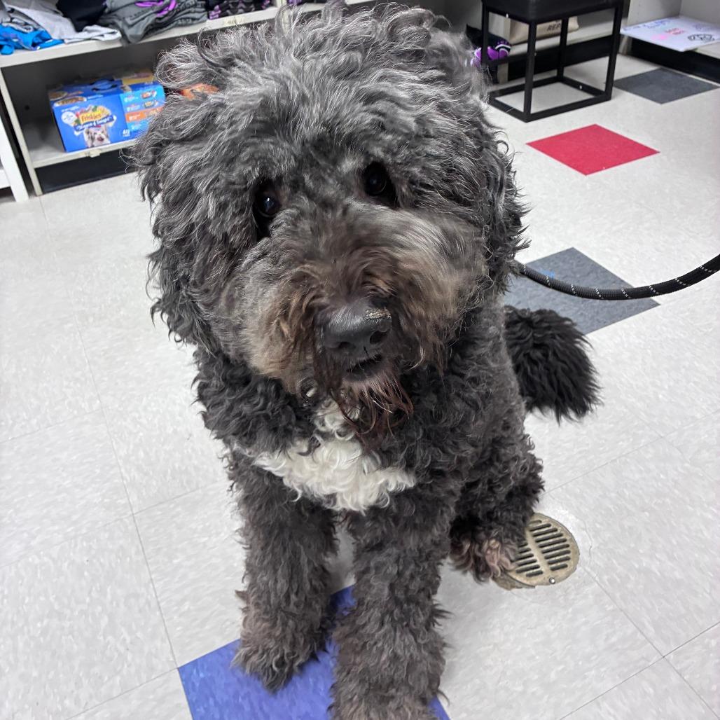 Hamilton aka Hammy, a Adoptable mixed breed in Dixon, IL image 6/6