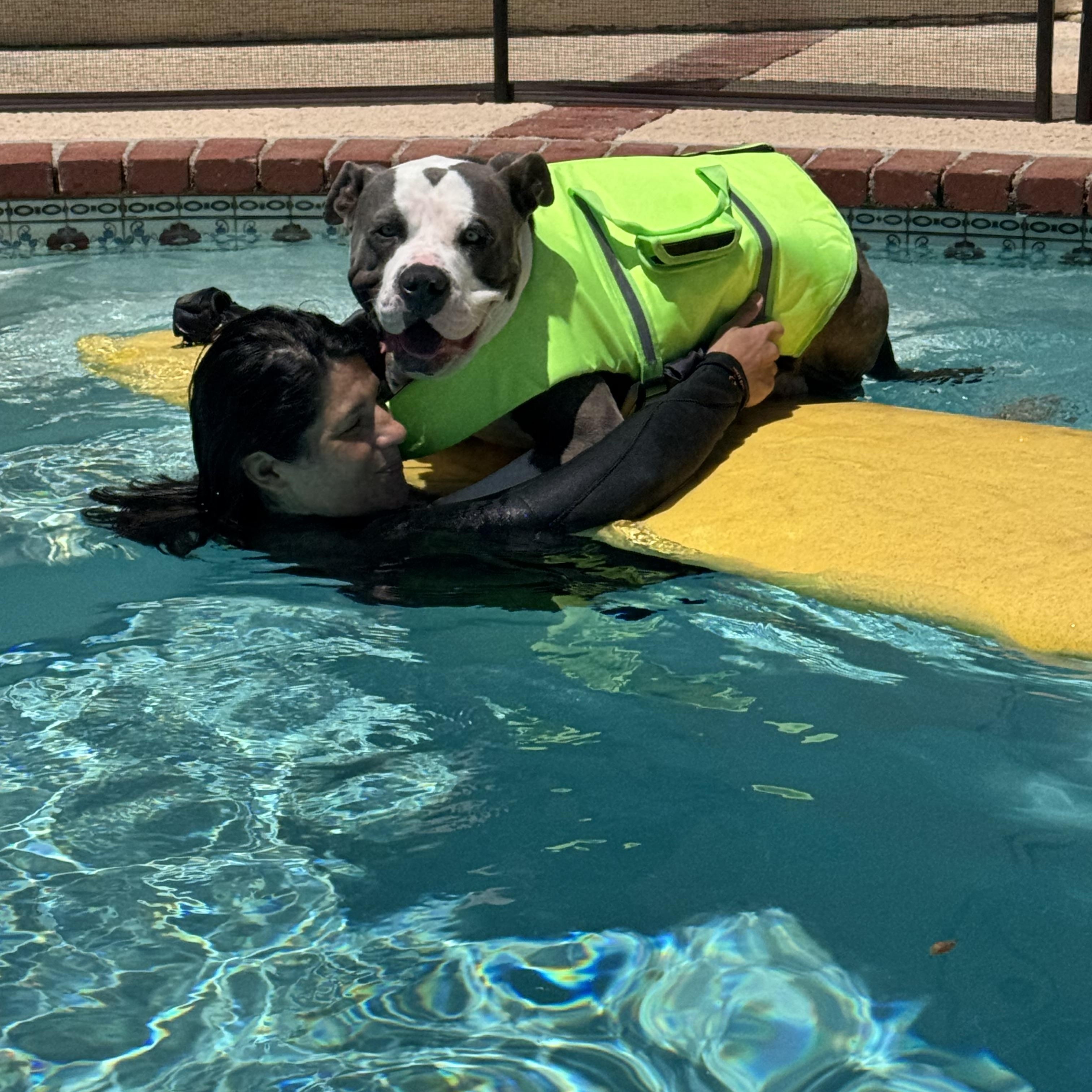 Enlarge Shaq, a Adopted Pit Bull Terrier in Los Angeles , CA image 2/5