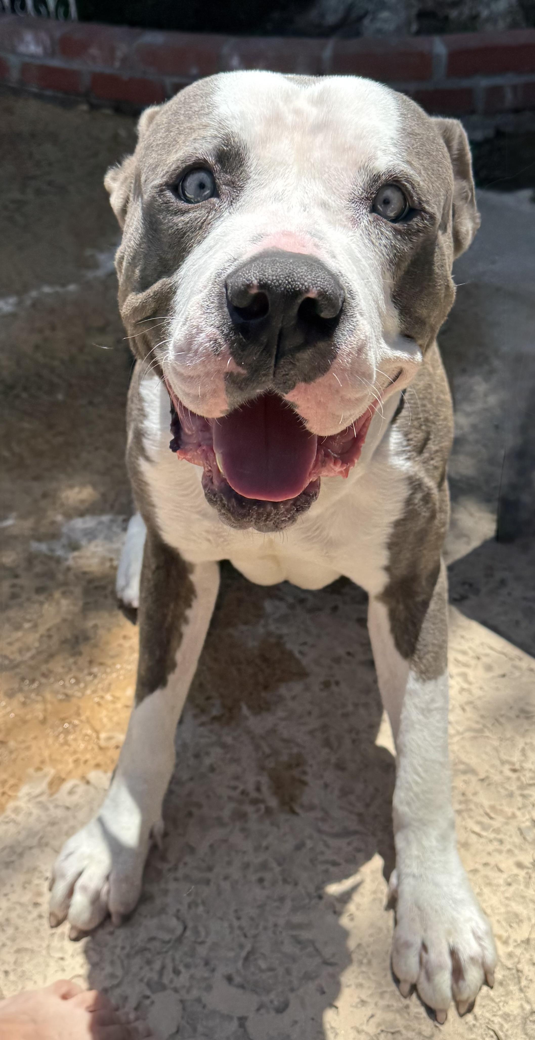Enlarge Shaq, a Adopted Pit Bull Terrier in Los Angeles , CA image 3/5