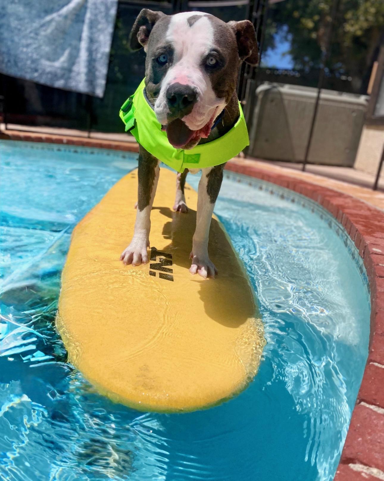 Enlarge Shaq, a Adopted Pit Bull Terrier in Los Angeles , CA image 1/5
