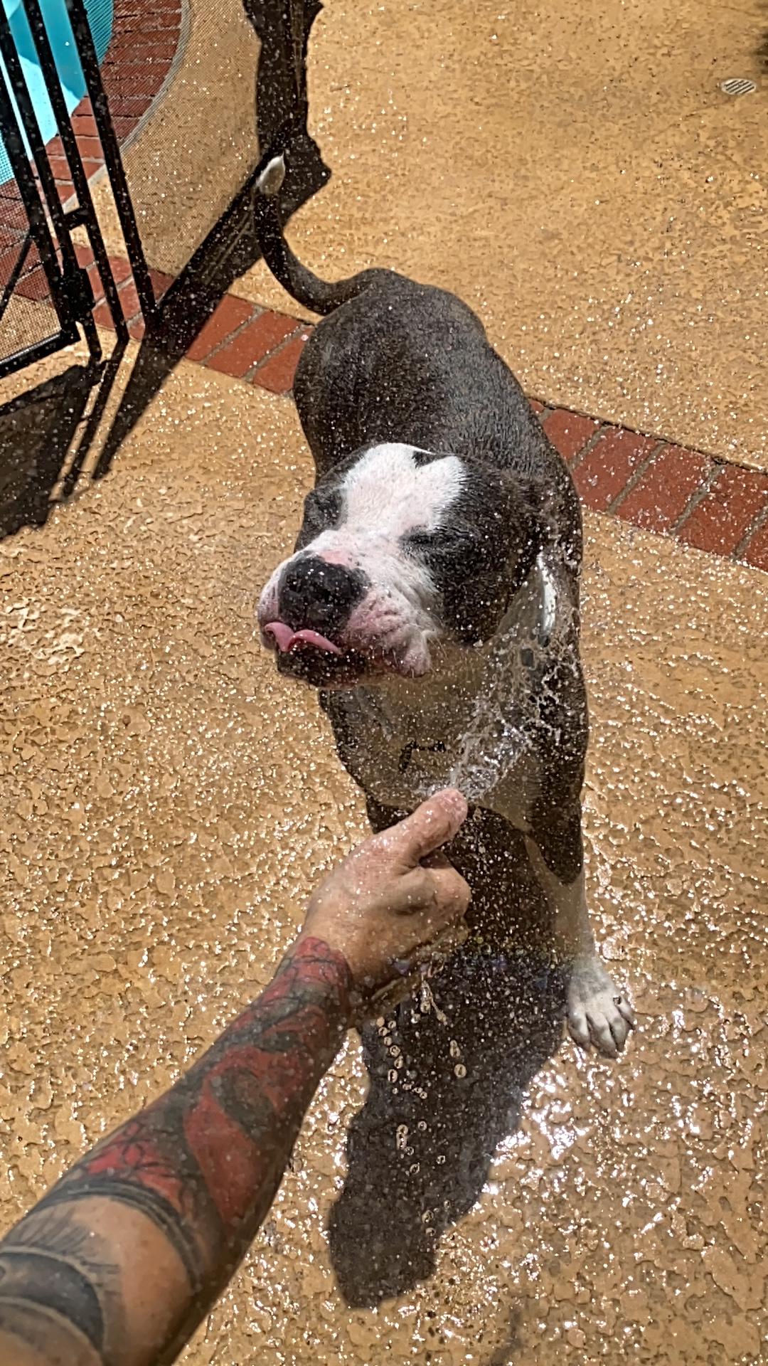 Enlarge Shaq, a Adopted Pit Bull Terrier in Los Angeles , CA image 4/5
