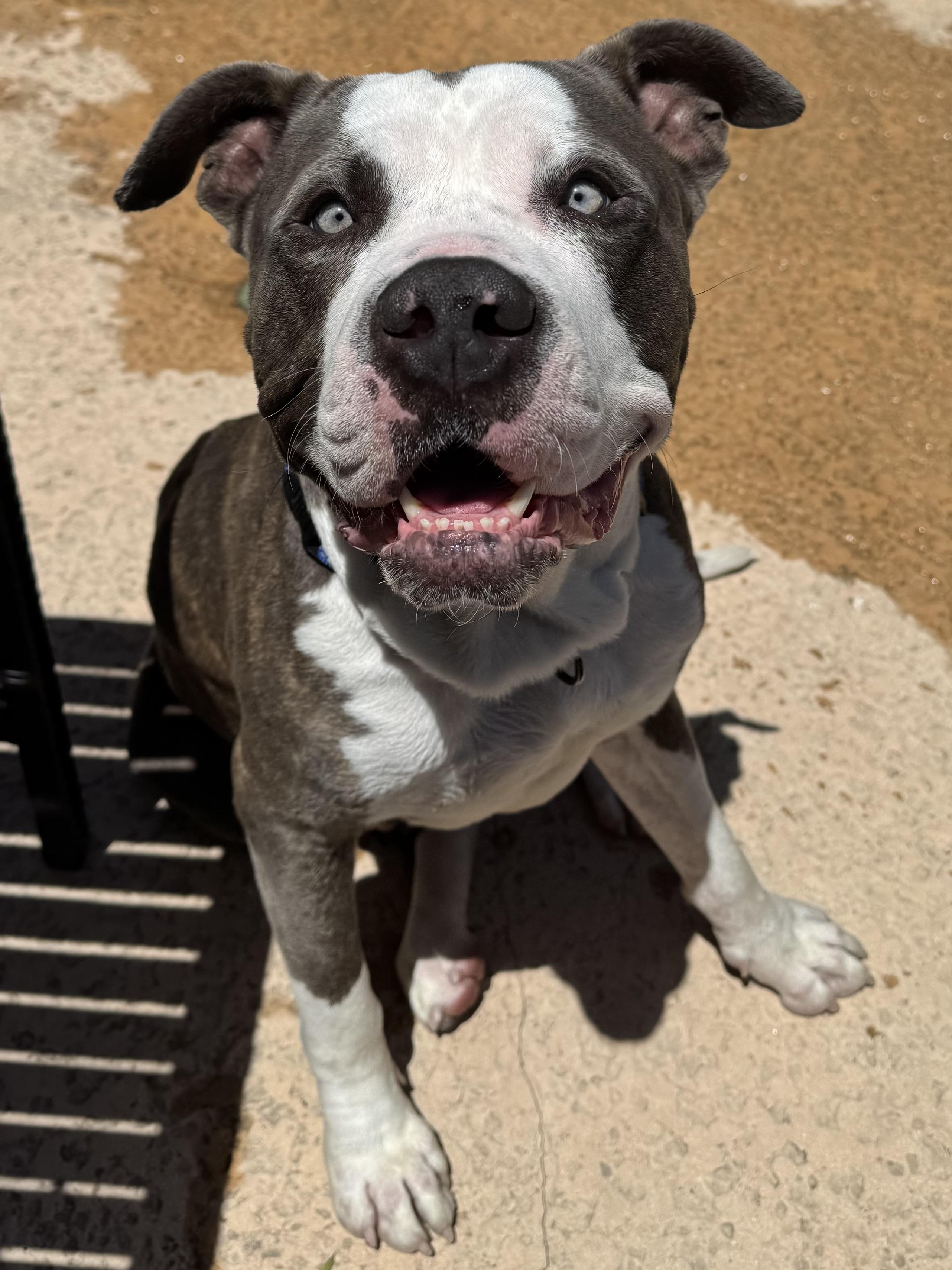 Enlarge Shaq, a Adopted Pit Bull Terrier in Los Angeles , CA image 5/5