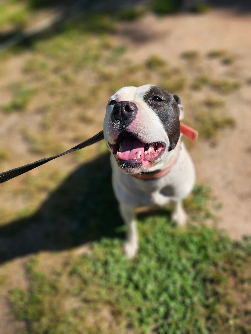 Mazzie, an adoptable Pit Bull Terrier in Belton, SC, 29627 | Photo Image 2