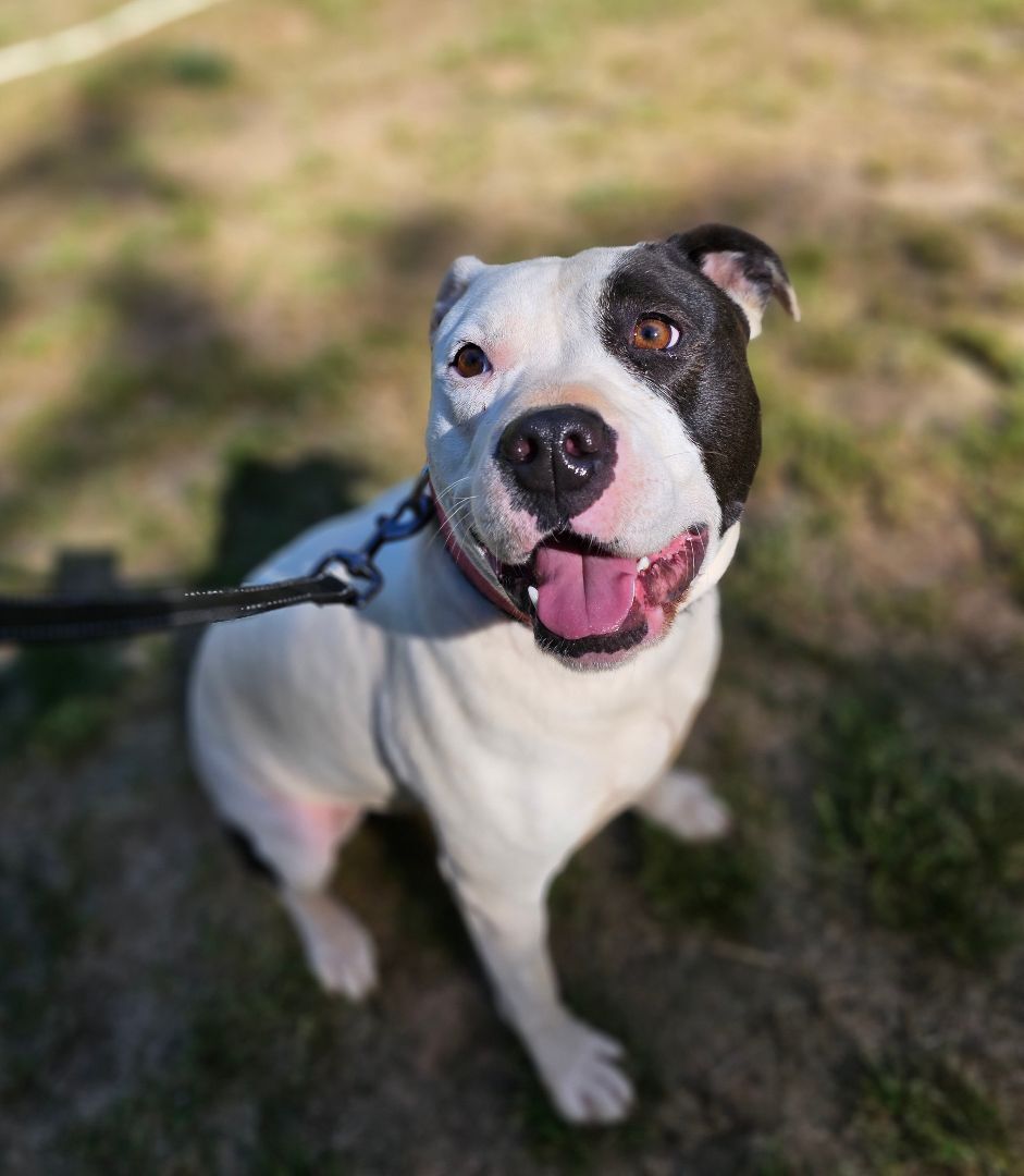 Mazzie, an adoptable Pit Bull Terrier in Belton, SC, 29627 | Photo Image 1