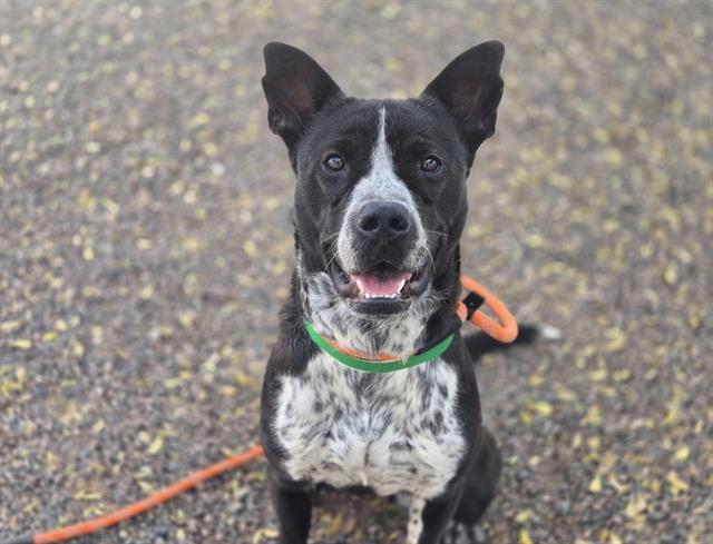 MOON MOON, Adoptable, Young Female Pit Bull Terrier & Mixed Breed.