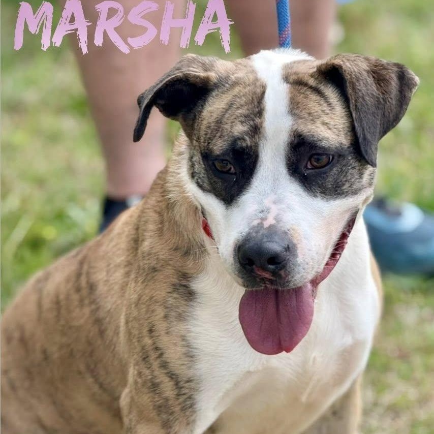 Marsha, a Adoptable mixed breed in Holly Springs, MS image 1/3