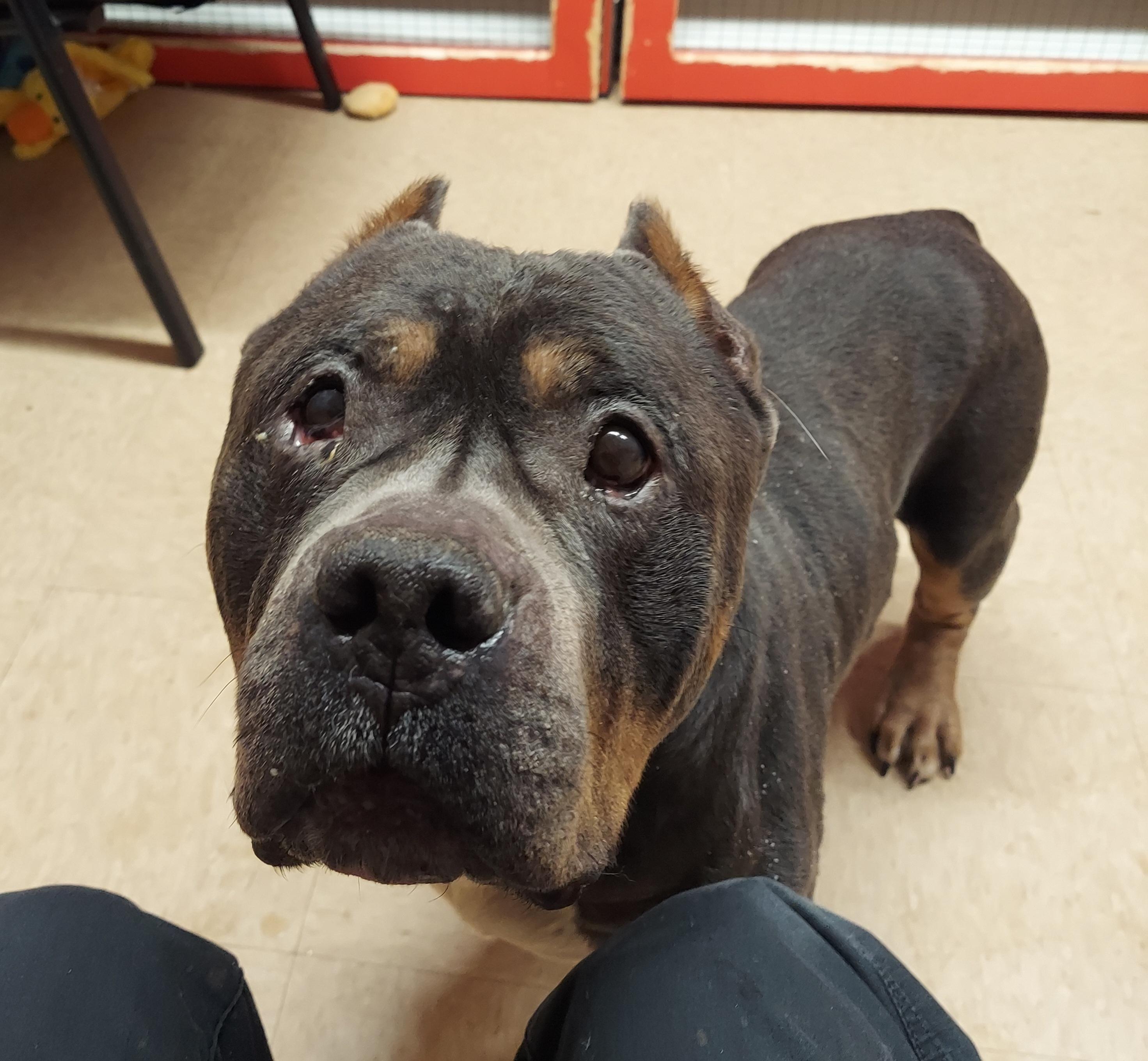 #25, ADOPTABLE, Senior Male American Staffordshire Terrier.