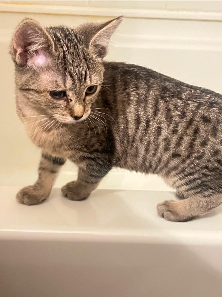 Pirate, Adoptable, Young Female Domestic Short Hair.