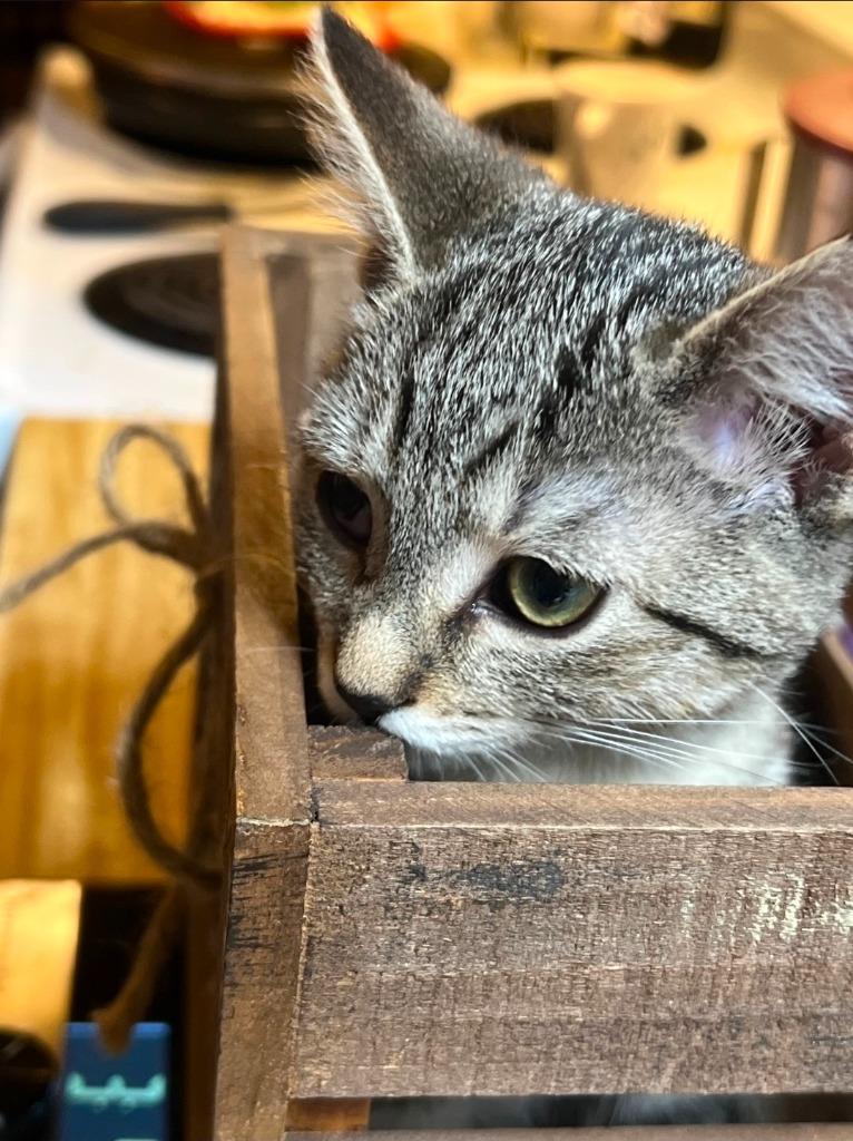 Enlarge Pirate, a Adoptable mixed breed in Johnson City, TN image 1/4