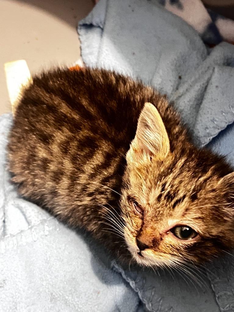 Enlarge Pirate, a Adoptable mixed breed in Johnson City, TN image 2/4