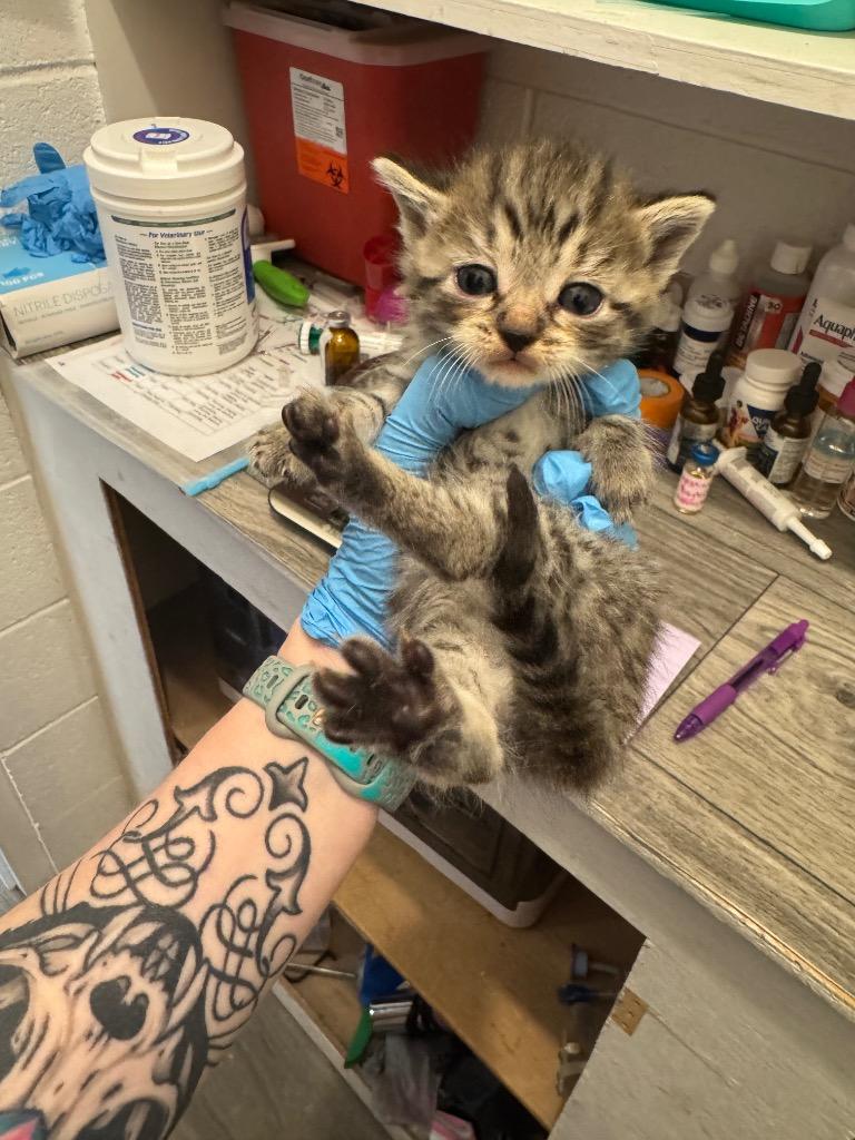 Enlarge Pirate, a Adoptable mixed breed in Johnson City, TN image 4/4