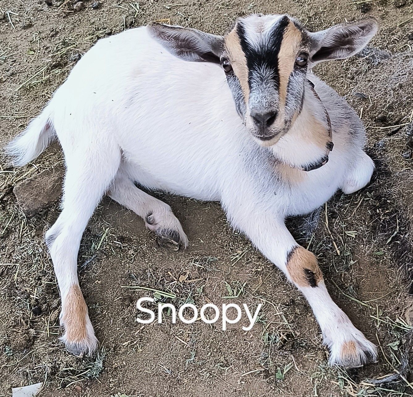 Samuel and Snoopy, Adopted, Young Male LaMancha.