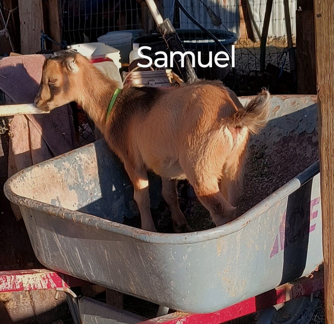 Samuel and Snoopy, a Adopted LaMancha in San Jose, CA image 2/3
