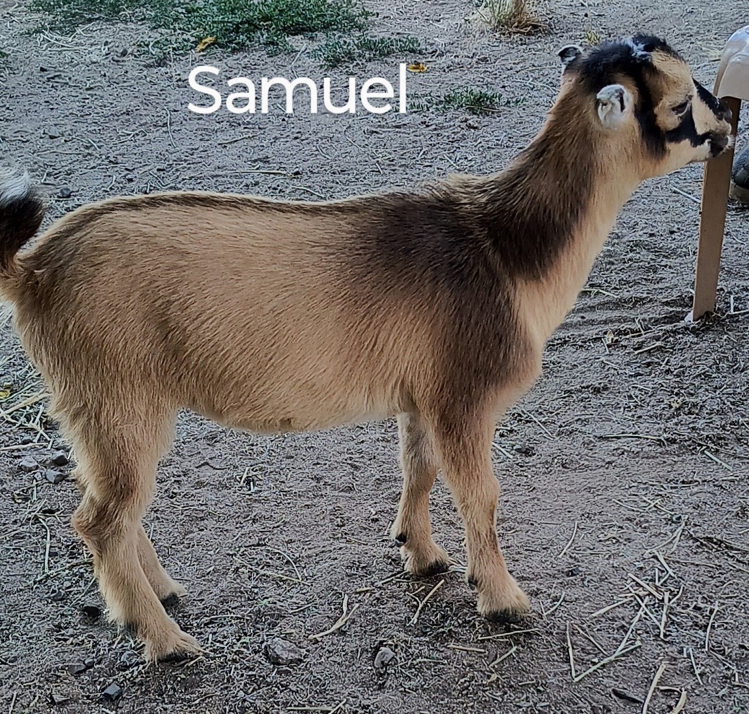 Samuel and Snoopy, a Adopted LaMancha in San Jose, CA image 3/3