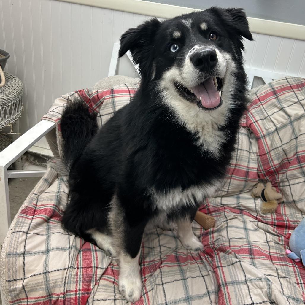 Enlarge Tucker, a Adoptable Husky in Falmouth, KY image 1/1