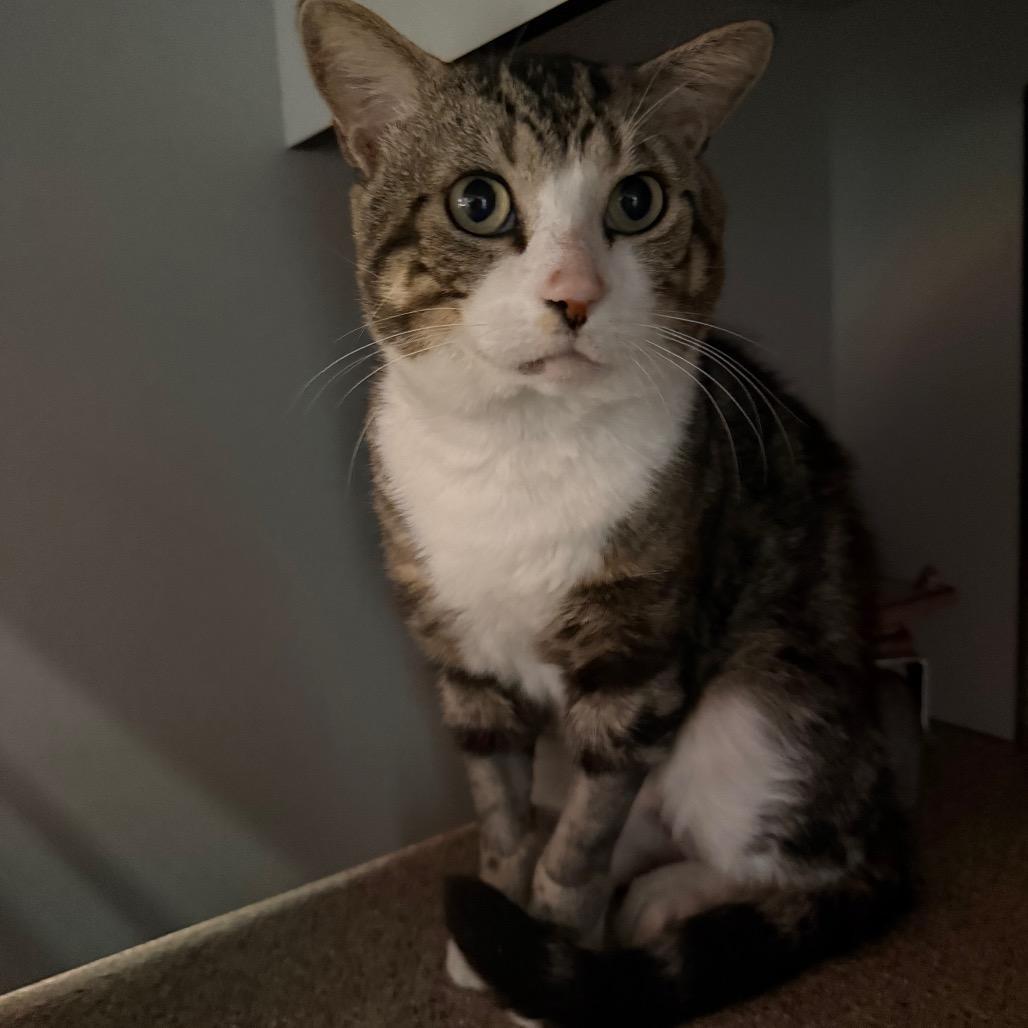 Jasper, Adoptable, Adult Male Domestic Short Hair.