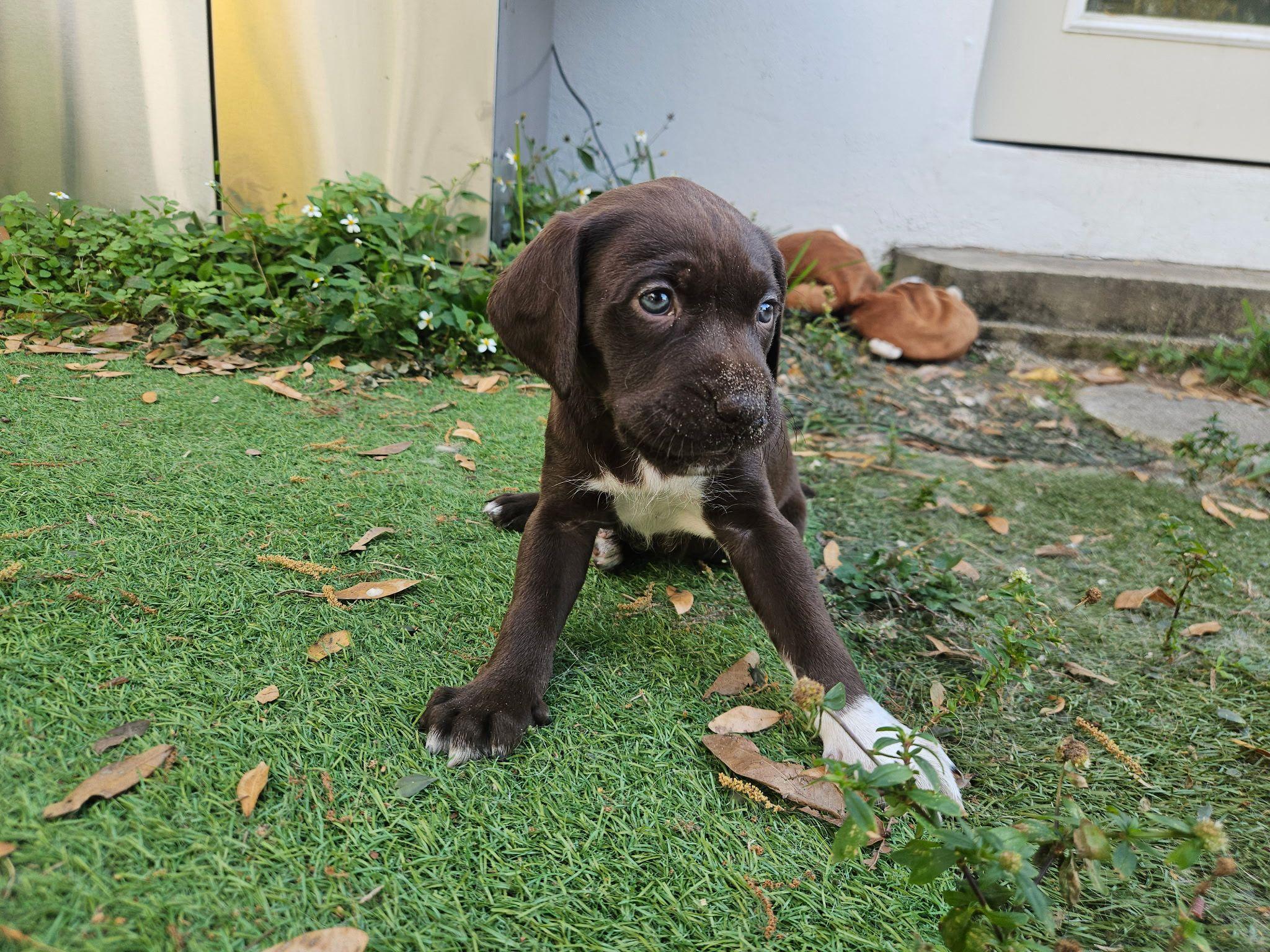 Enlarge North, an adopted mixed breed in Melbourne , FL image 1/3