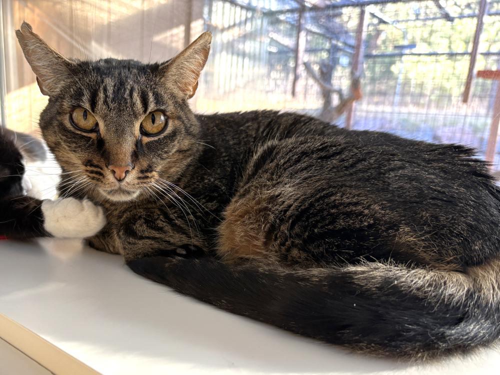 Wendell, Adoptable, Senior Male Domestic Short Hair.