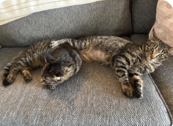 Rocket And Yosemite, Adoptable, Young Female American Shorthair & Bengal.