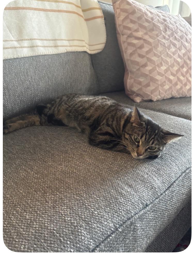 Enlarge Rocket And Yosemite, a Adoptable mixed breed in San Diego, CA image 2/5