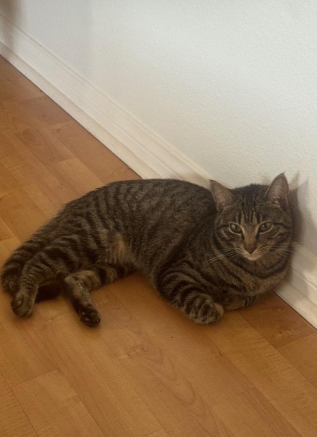 Enlarge Rocket And Yosemite, a Adoptable mixed breed in San Diego, CA image 3/5