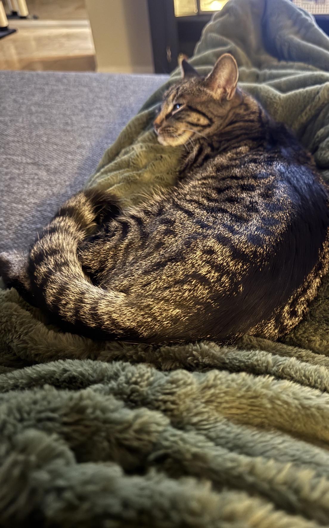 Enlarge Rocket and Yosemite, a ADOPTABLE mixed breed in San Diego, CA image 3/5