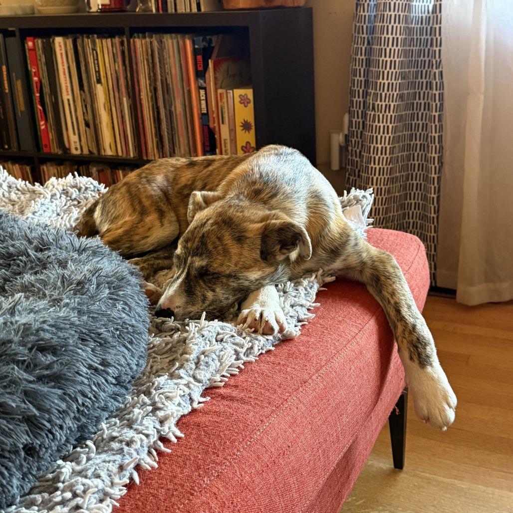 CT Ruby, a Adoptable mixed breed in Eastford, CT image 3/6