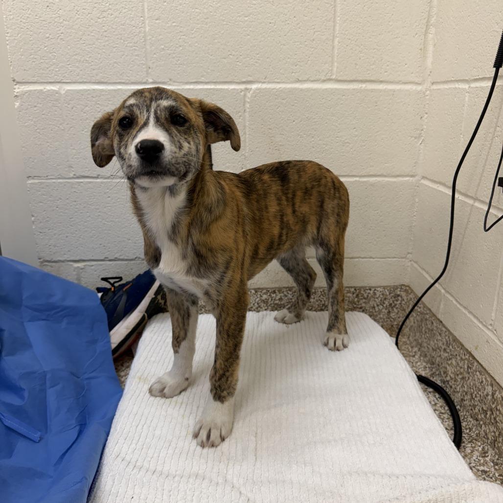 CT Ruby, a Adoptable mixed breed in Eastford, CT image 4/6