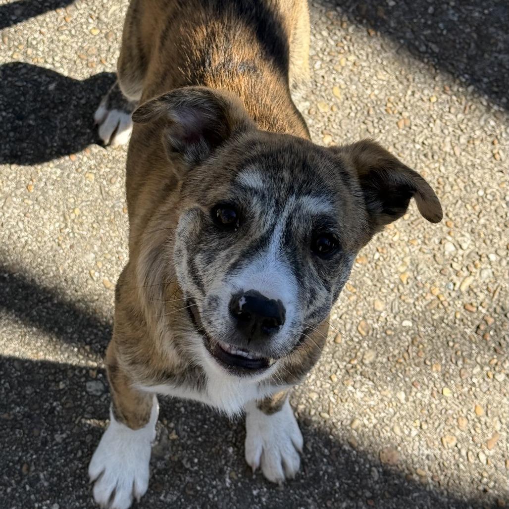 CT Ruby avail Feb 28, Adoptable, Puppy Female Great Pyrenees.