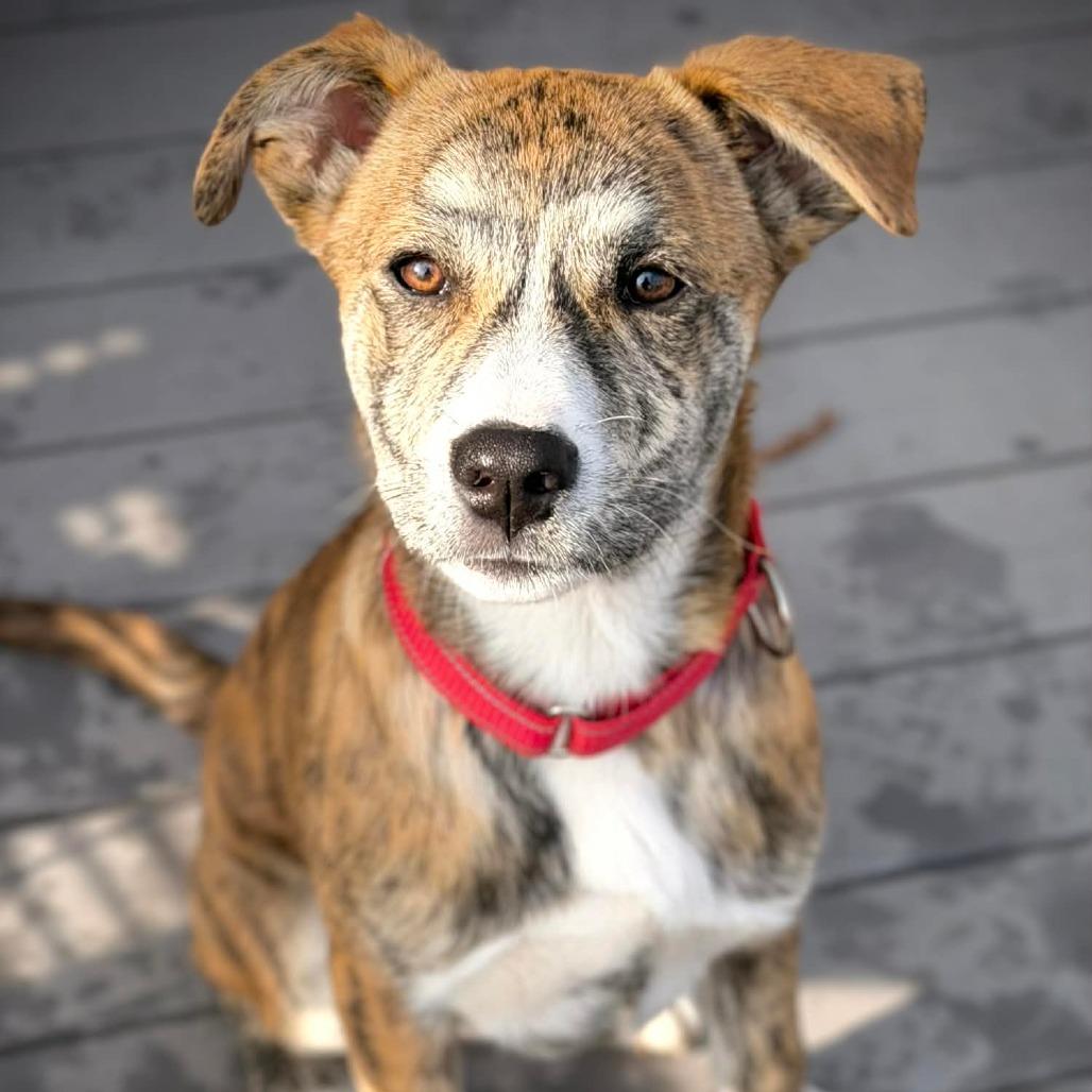 CT Ruby, a Adoptable mixed breed in Eastford, CT image 2/6
