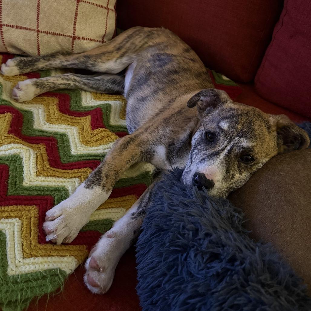 CT Ruby, a Adoptable mixed breed in Eastford, CT image 5/6