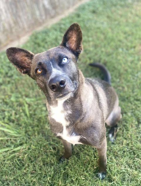 Enlarge Cooper, a Adoptable Shepherd in Lebanon, TN image 4/6
