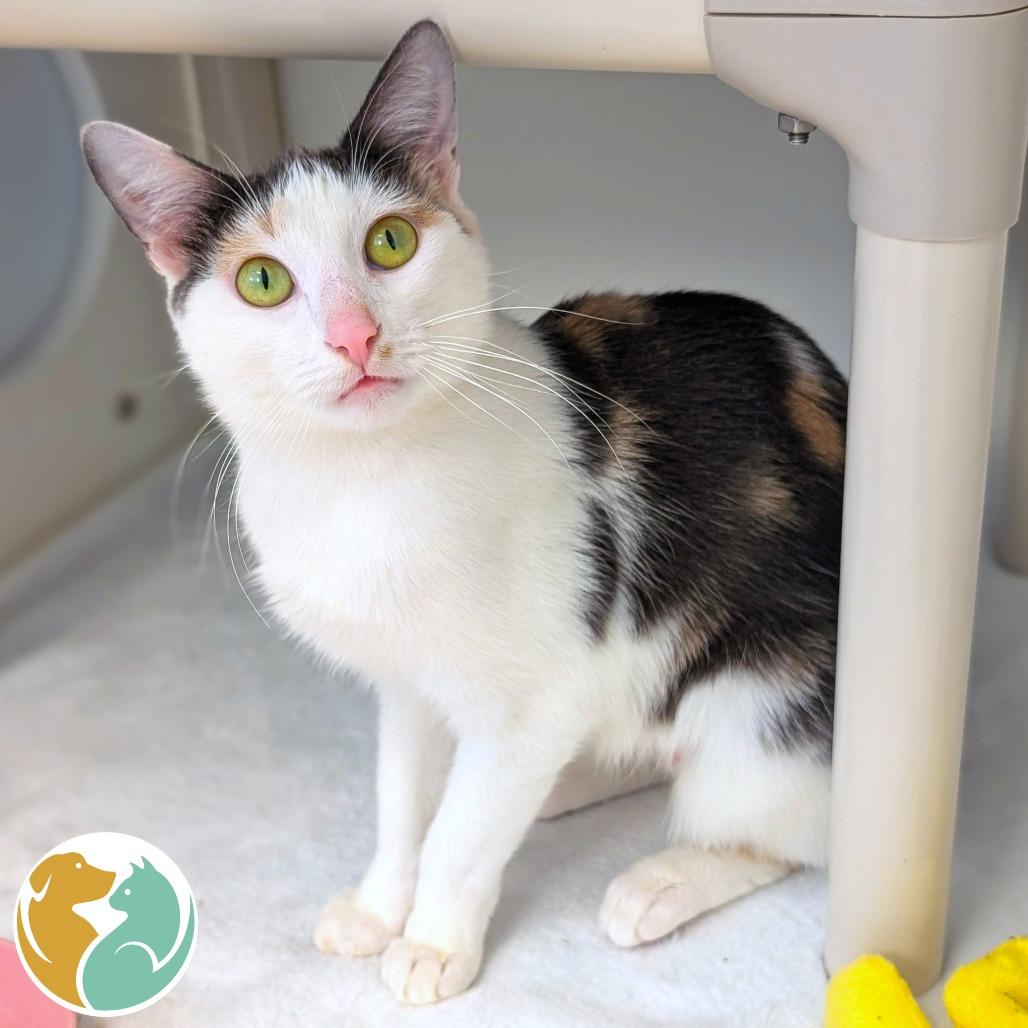 Shakira, Adoptable, Adult Female Domestic Short Hair.