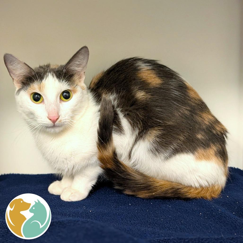 Enlarge Shakira, a Adoptable Domestic Short Hair in Toledo, OH image 1/1