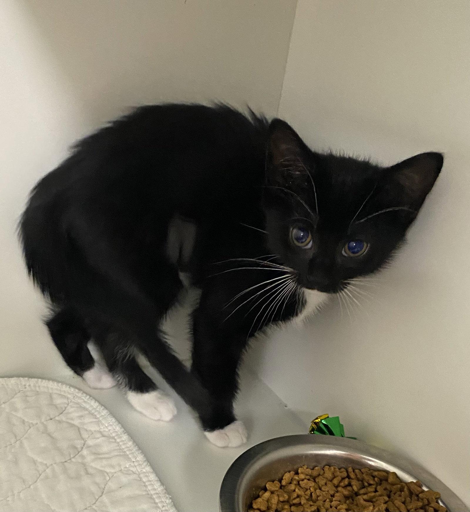 Enlarge Winkie, a Adopted Domestic Short Hair in Satellite Beach, FL image 1/1