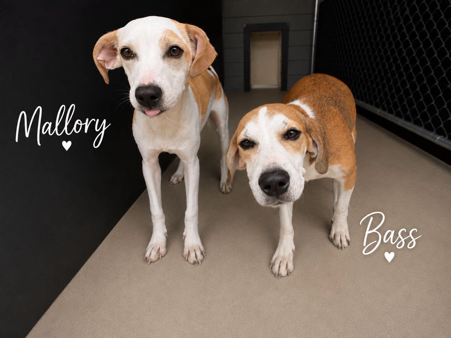 Mallory, an adopted Mixed Breed in Rock Hill, NY image 2/2