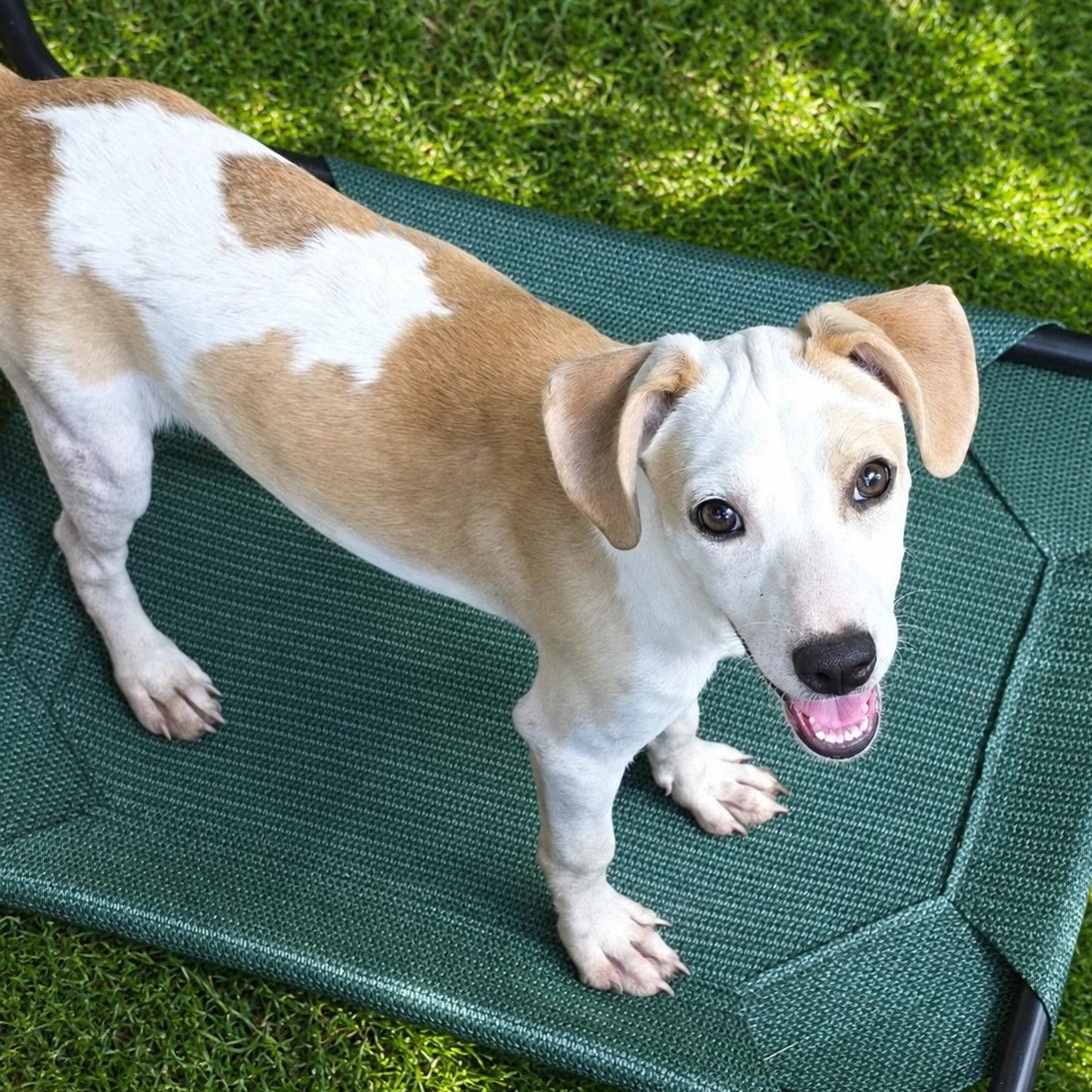 Mallory, an adopted Mixed Breed in Rock Hill, NY image 1/2