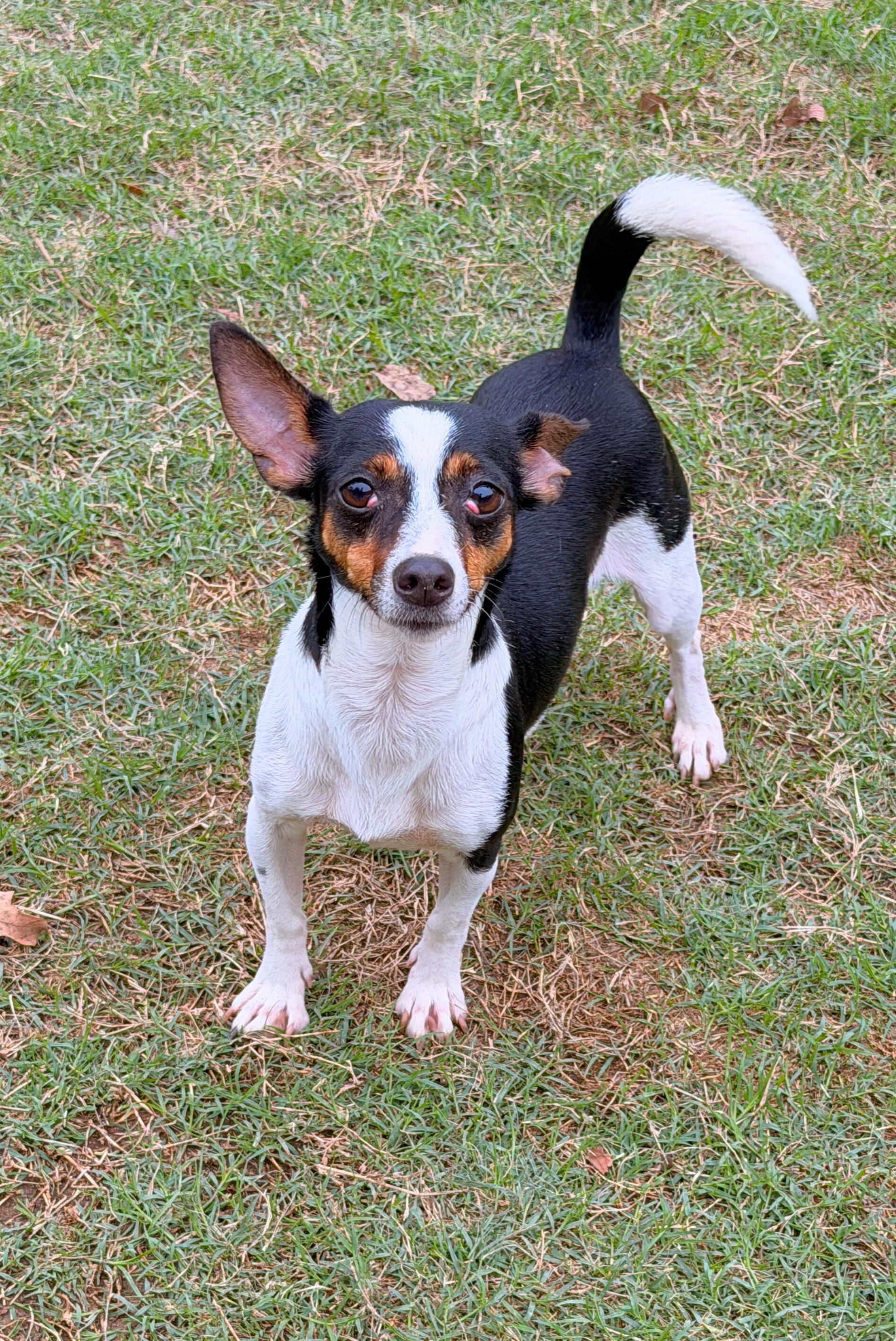 Enlarge Cherry, a ADOPTABLE Rat Terrier in Mansfield, TX image 1/1