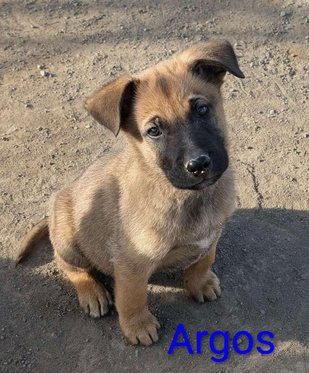 Enlarge Argos, a Adoptable mixed breed in Yreka, CA image 2/3