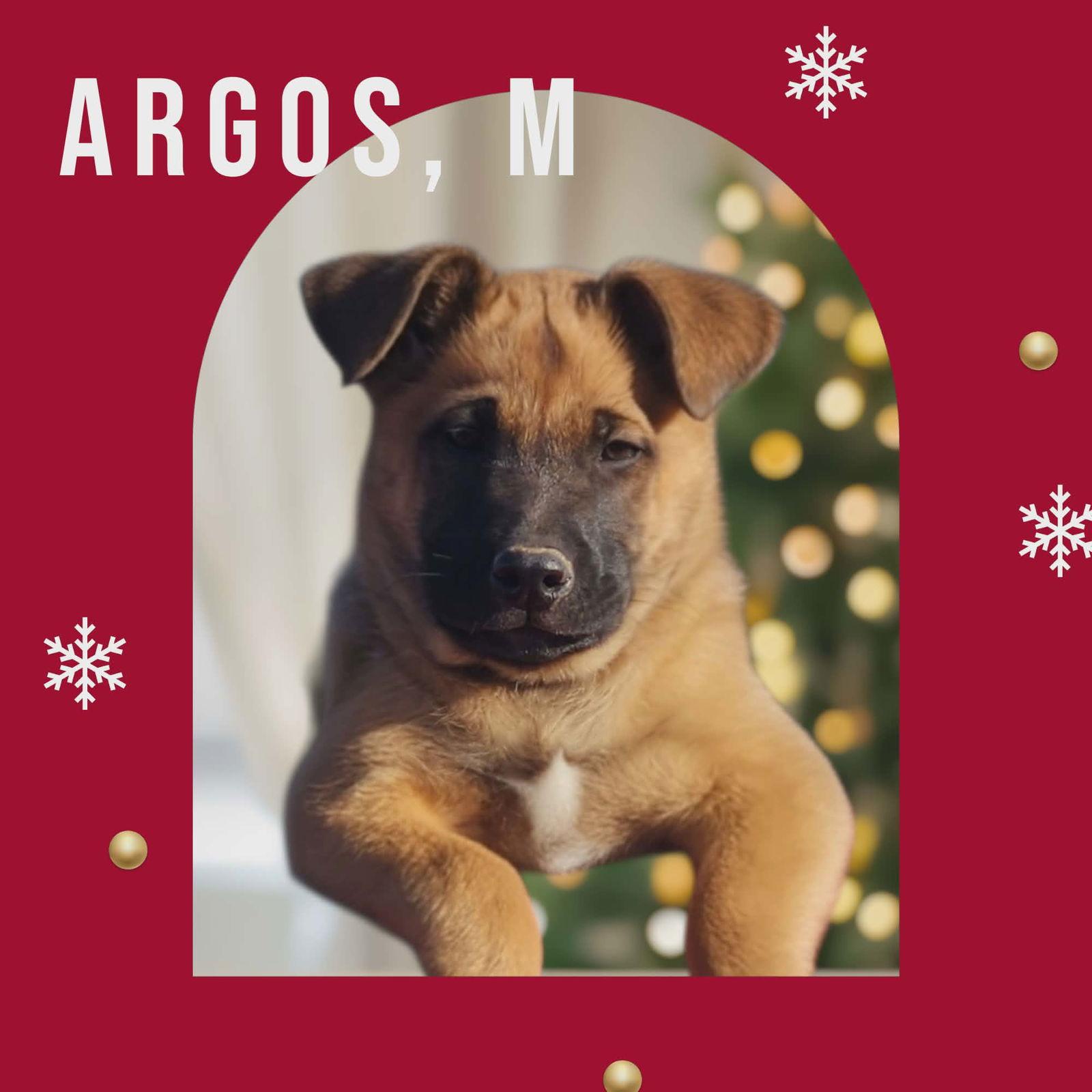 Enlarge Argos, a Adoptable mixed breed in Yreka, CA image 3/3
